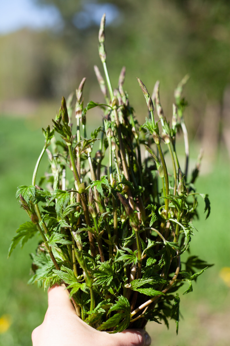 Młode, jadalne pędy chmielu zebrane wiosną – kulinarny rarytas podobny do szparagów