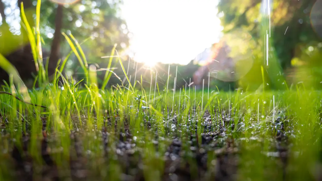 Wschodząca trawa po deszczu – pierwsze źdźbła w promieniach słońca