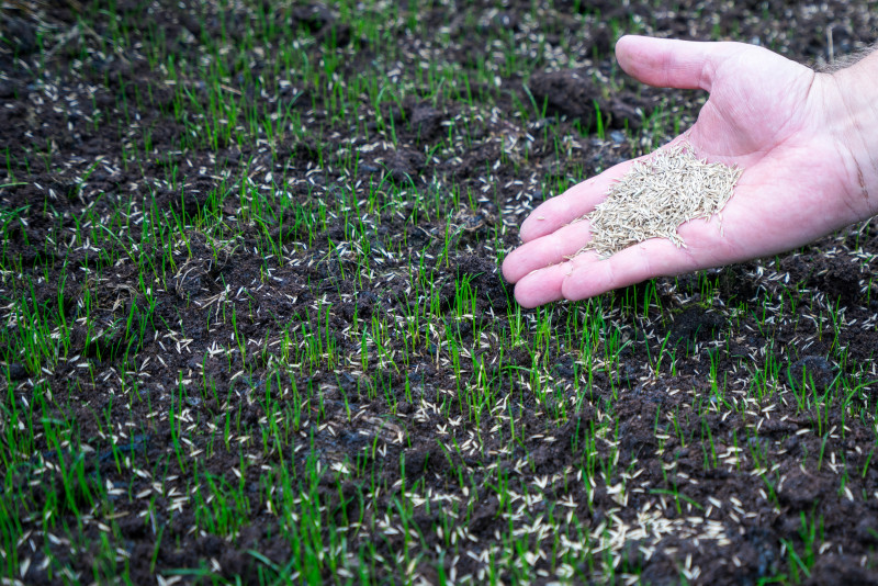 Wysiew nasion trawy na przygotowane podłoże – młode źdźbła i dłoń z mieszanką traw