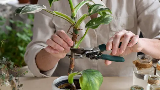 Odmładzanie filodendrona krok po kroku. Jak ciąć, ukorzeniać i dbać o sadzonki?