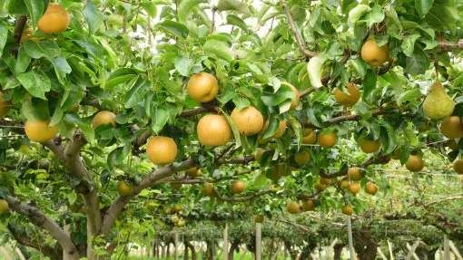 Jabłoniogrusza: grusza azjatycka (nashi) – uprawa w ogrodzie w Polsce