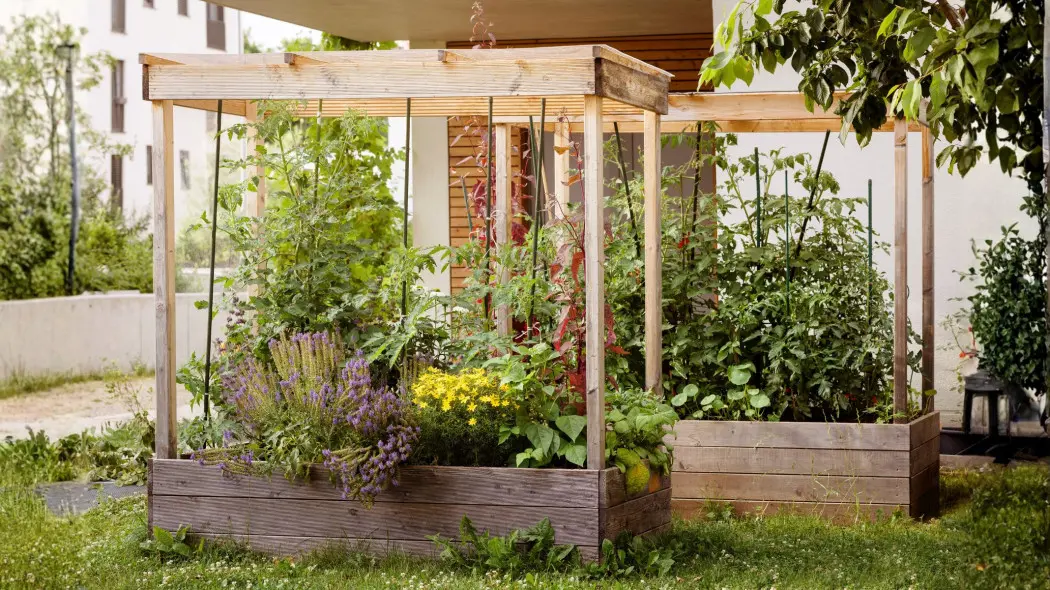 Warzywnik z baldachimem