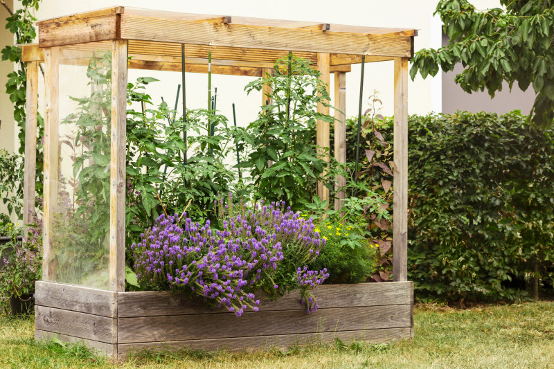 Warzywnik z baldachimem wykonany z drewna, z pomidorami i lawendą rosnącymi na podwyższonej grządce