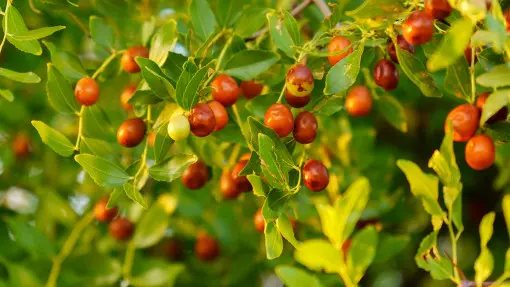 Głożyna pospolita / Jujuba / Chińskie daktyle