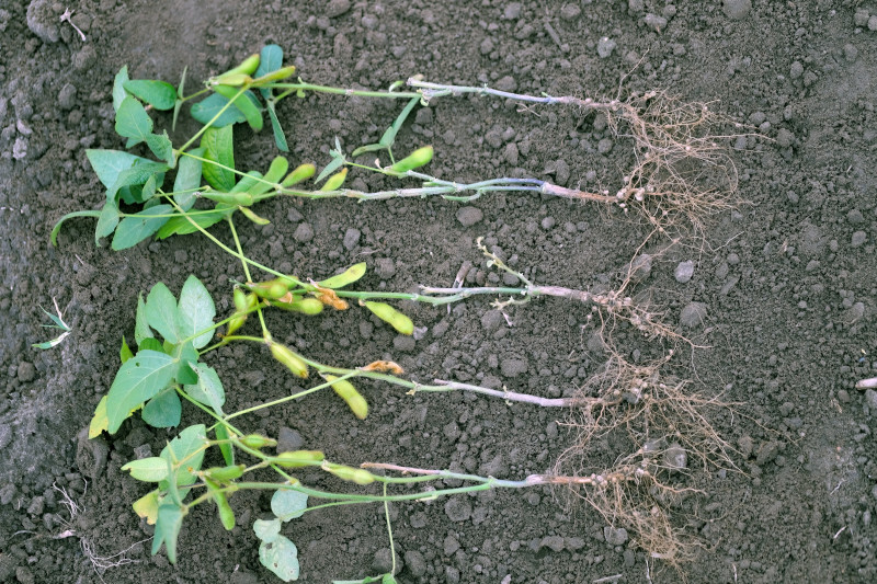 Rośliny motylkowe to żywe fabryki nawozu, które korzystają z darmowego źródła azotu, dostępnego w powietrzu