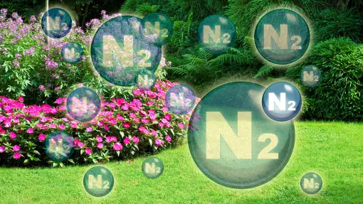 Darmowy nawóz z powietrza? Naturalnie! To nie tajemnica, ale 90% ogrodników o tym nie wie