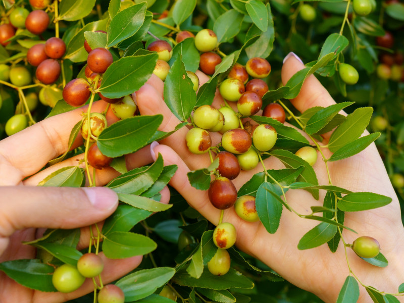 Głożyna pospolita (Ziziphus jujuba) – owoce dojrzewające nierównomiernie, od zielonych po brązowe, na tle bujnej zieleni.