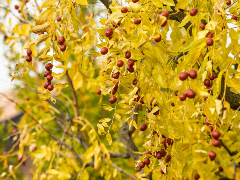 Głożyna pospolita (Ziziphus jujuba) jesienią – żółte liście i czerwone owoce daktyli chińskich dojrzewających na gałęziach.