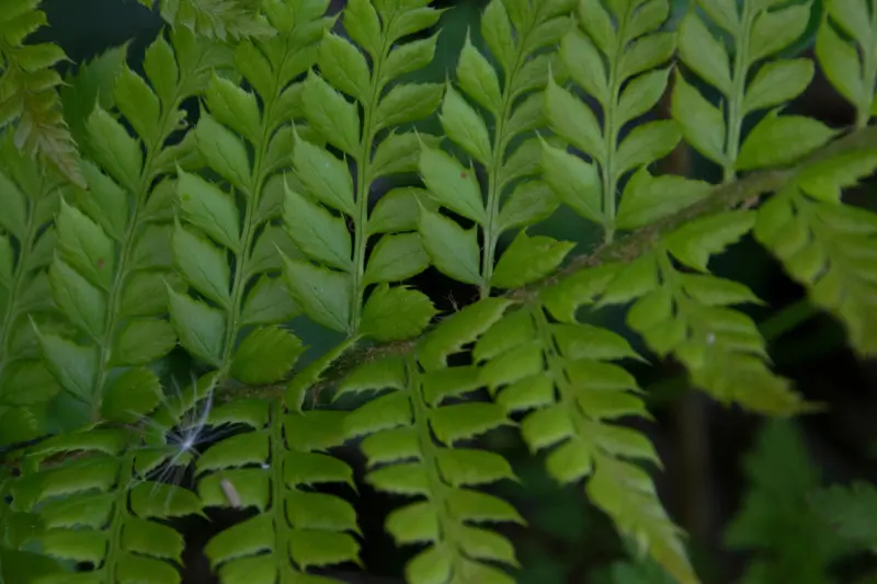 Liście paprotnika kolczystego (Polystichum aculeatum) – zbliżenie dwukrotnie pierzastych liści o kolczastych brzegach, ciemnozielonych i błyszczących.