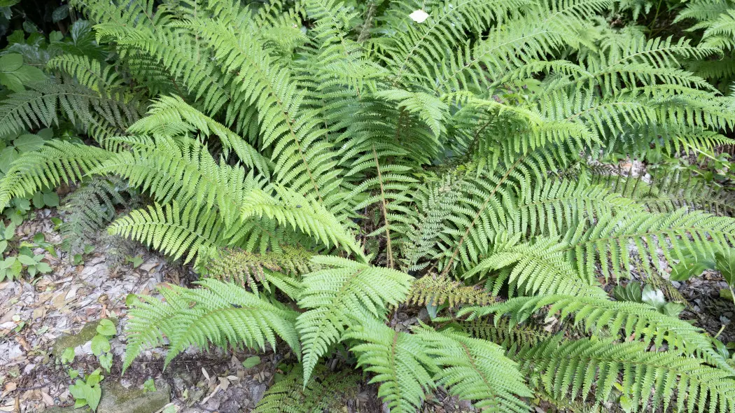 Paprotnik kolczysty (Polystichum aculeatum)