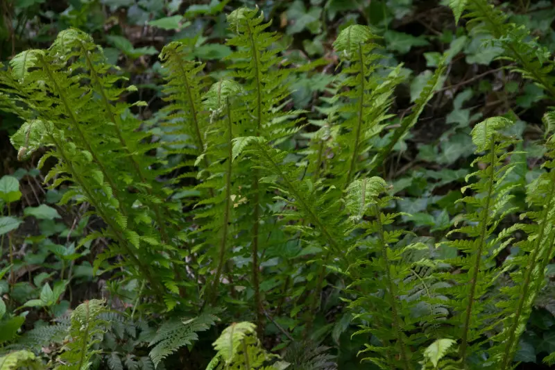 Paprotnik kolczysty (Polystichum aculeatum) – zimozielona paproć w ogrodzie, liście zarodnionośne w pełni lata, gęsta kępa w półcieniu.