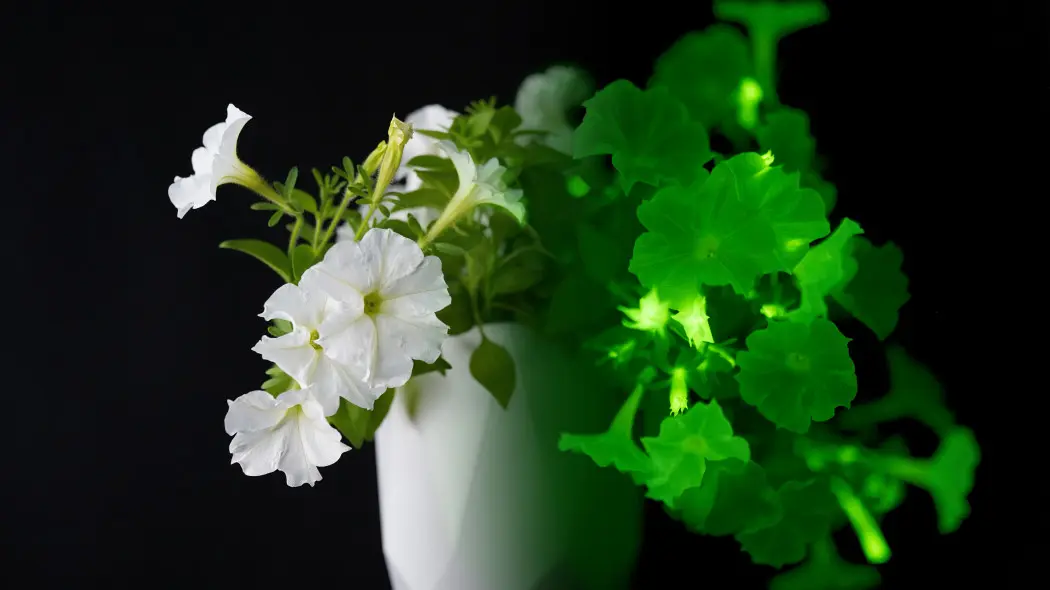 To nie science-fiction! Firefly Petunia naprawdę świeci w ciemności. Bioluminescencja robi wrażenie