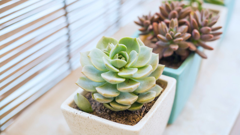 Eszeweria w białej doniczce ustawiona na parapecie, obok innych sukulentów rosnących w jasnym, domowym wnętrzu.