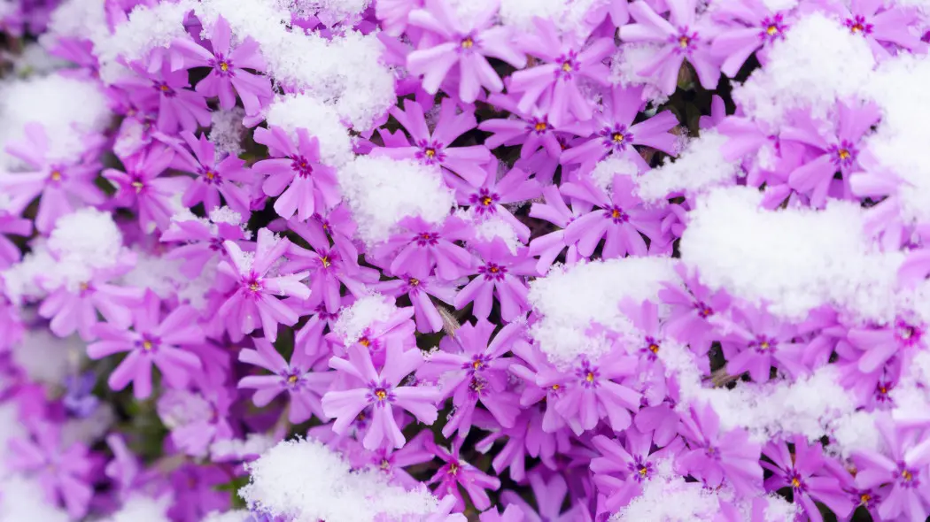 Zimowanie floksów. Jak zadbać o różne gatunki, żeby nie wymarzły?