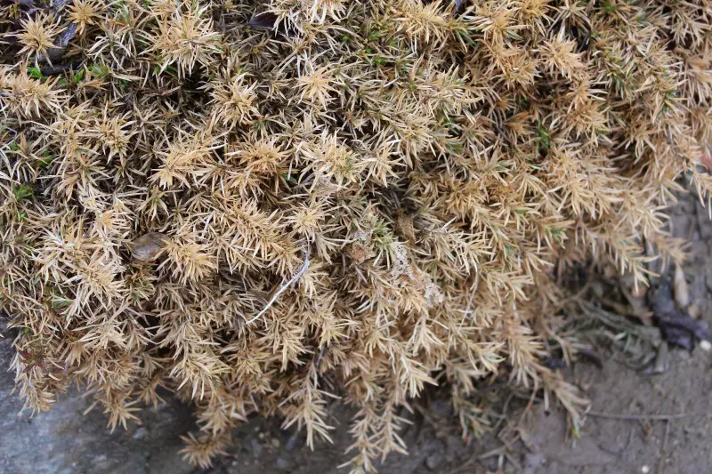 Floks szydlasty po zimie – uschnięte, brązowe pędy i liście wymagające przycięcia na rabacie.