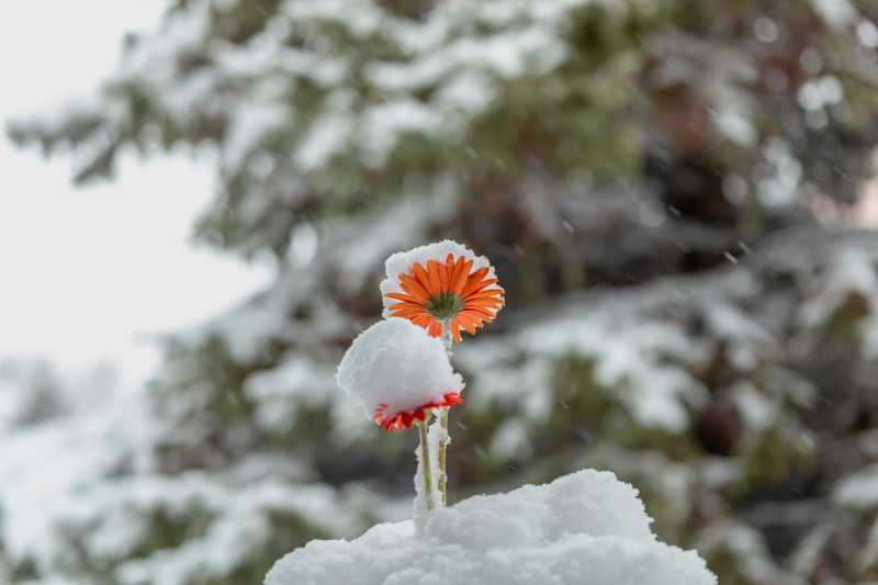 Pomarańczowy kwiat gerbery przykryty śniegiem, symboliczne zimowanie delikatnej rośliny.