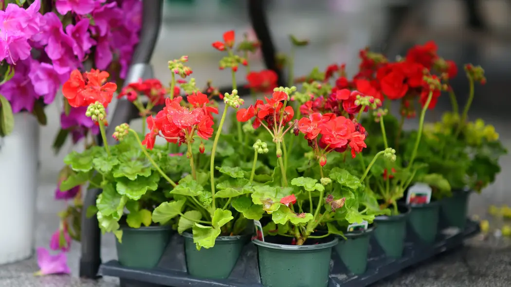 Jak nie wydać fortuny na balkon? Pelargonie z nasion to oszczędność