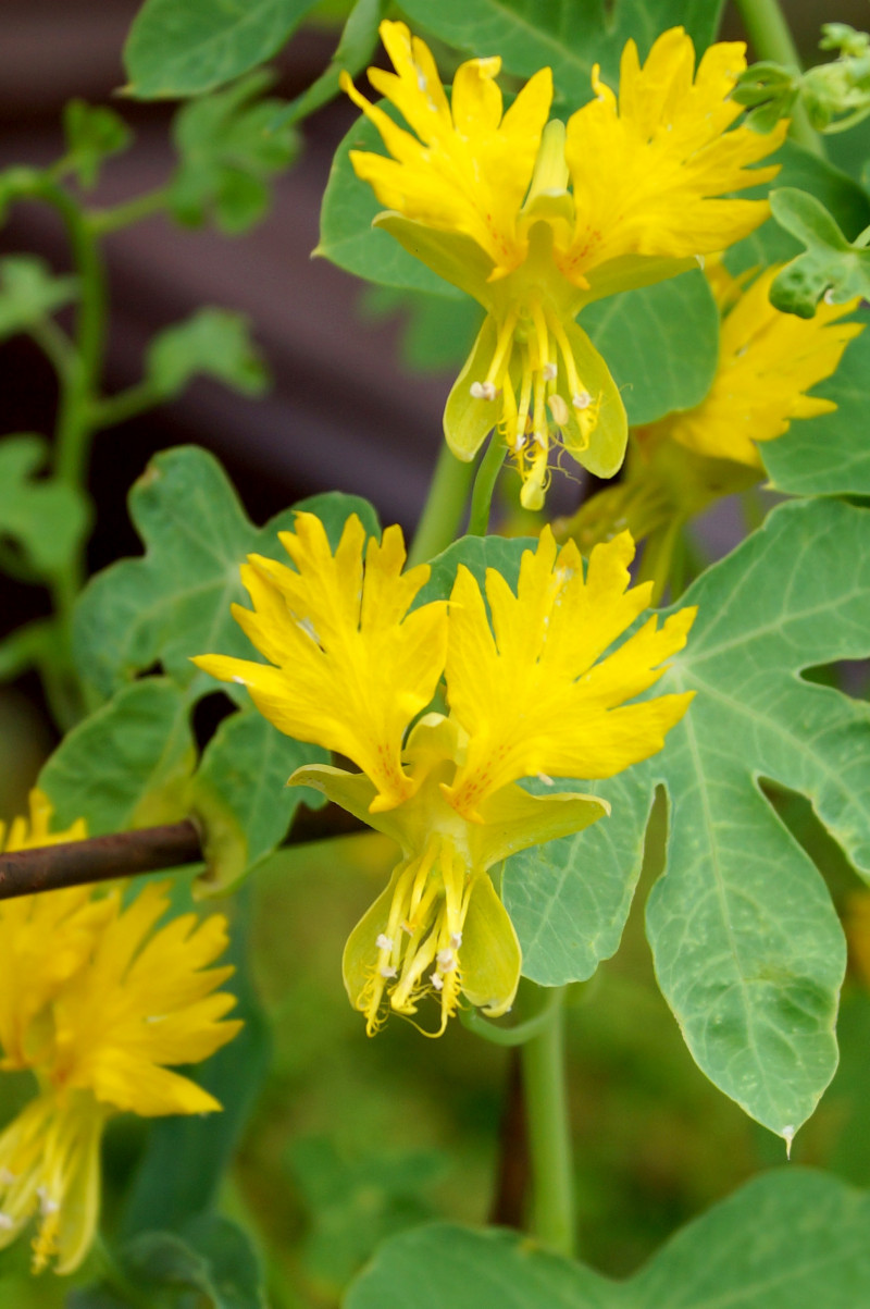 Żółte, postrzępione kwiaty nasturcji kanaryjskiej (Tropaeolum peregrinum) na tle zielonych liści – ujęcie makro