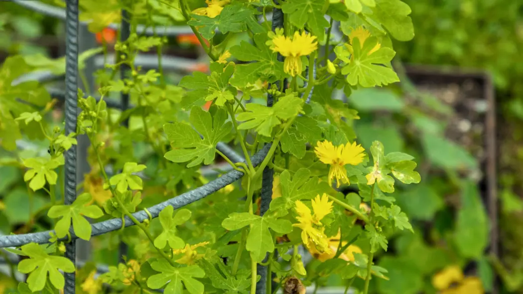 Nasturcja kanaryjska (Tropaeolum peregrinum)