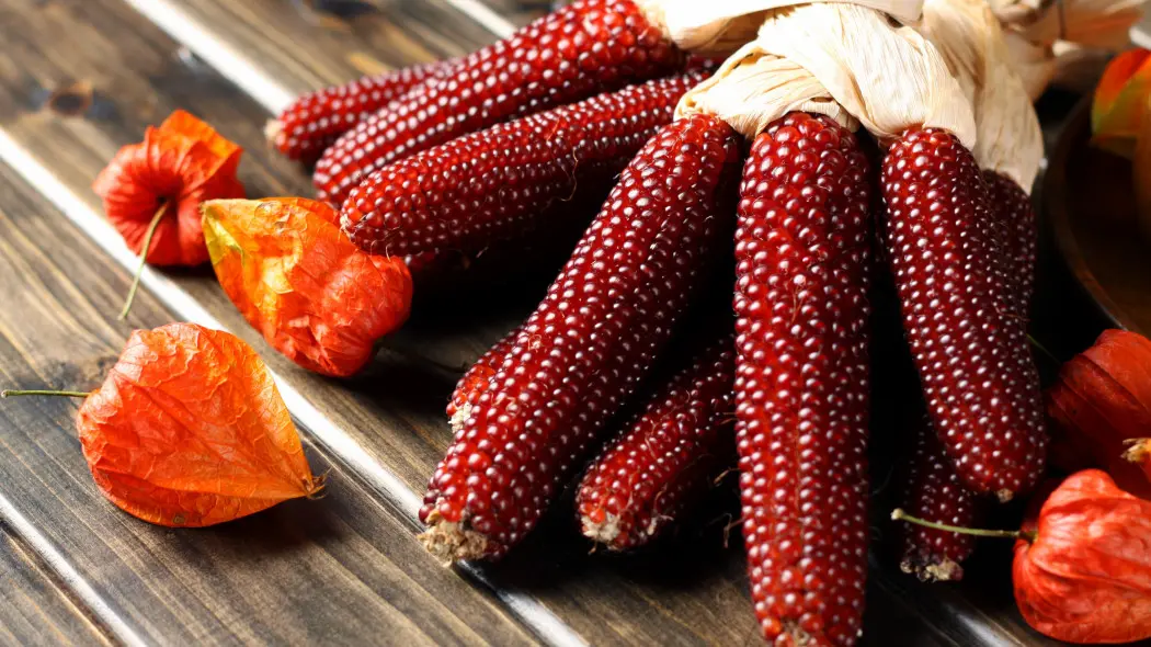 Czerwona kukurydza na jesiennym stole