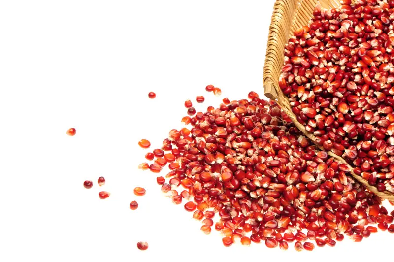 Kolorowe ziarna czerwonej kukurydzy wysypane z koszyka – ziarno do wysiewu, karmy dla ptaków i jesiennych aranżacji