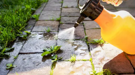 Kosztuje 2 zł, a wysusza mech i chwasty w mig. Czy to najlepszy domowy sposób na czystą kostkę brukową?