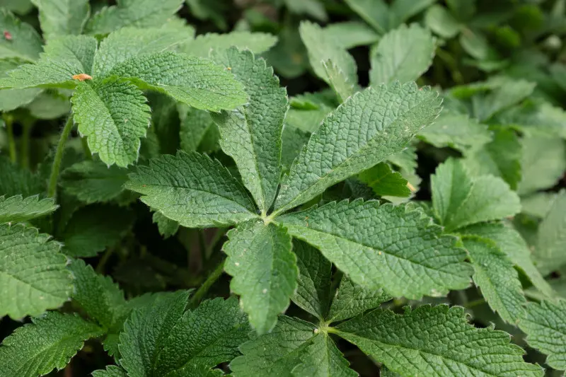 Pięciornik Thurbera (Potentilla thurberi) – zbliżenie na zielone, dłoniasto złożone liście o ząbkowanych brzegach.