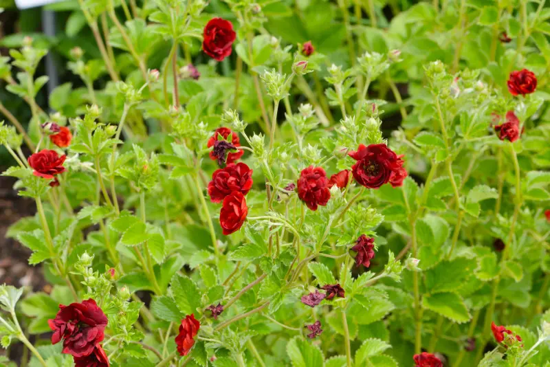 Pięciornik Thurbera – kwitnąca kępa byliny z licznymi karminowymi kwiatami na tle jasnozielonych liści.