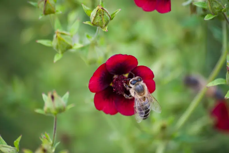 Pszczoła na czerwonym kwiecie pięciornika Thurbera (Potentilla thurberi) podczas zbierania pyłku