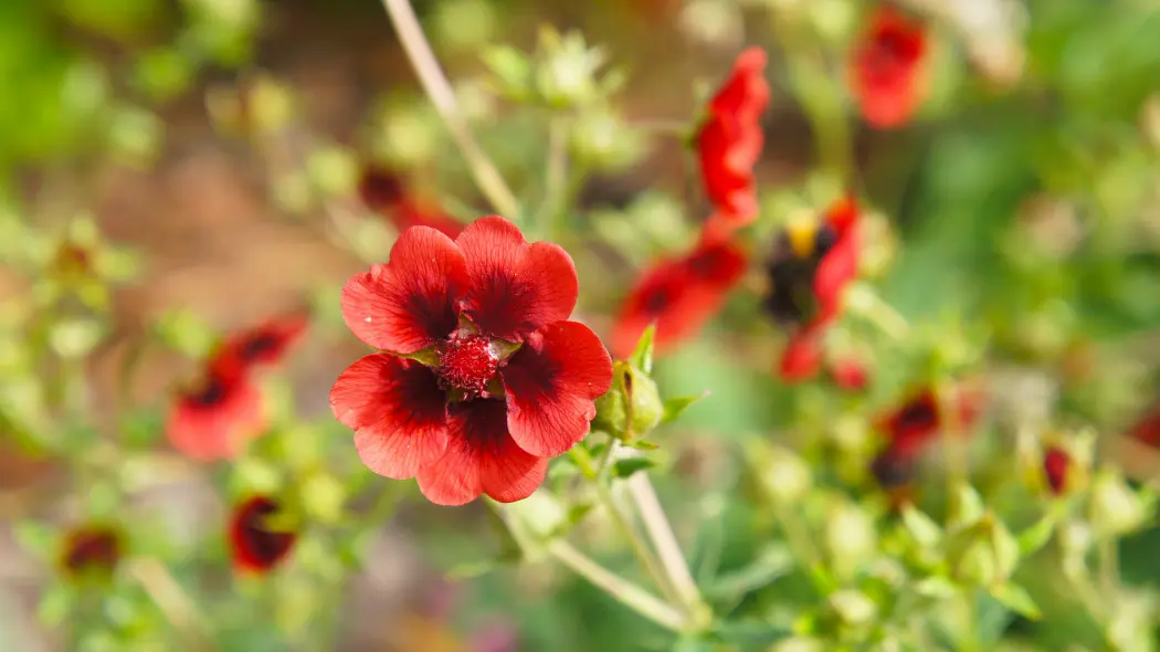 Pięciornik Thurbera (Potentilla thurberi)