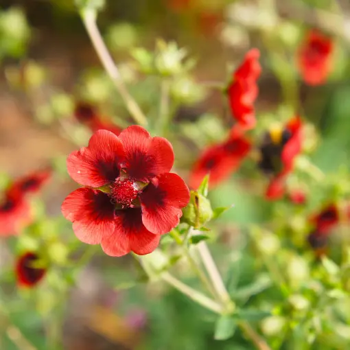 Pięciornik Thurbera