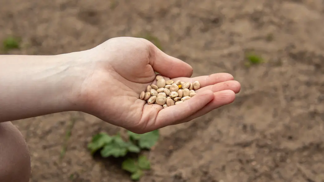 Wysiewanie łubinu na poplon