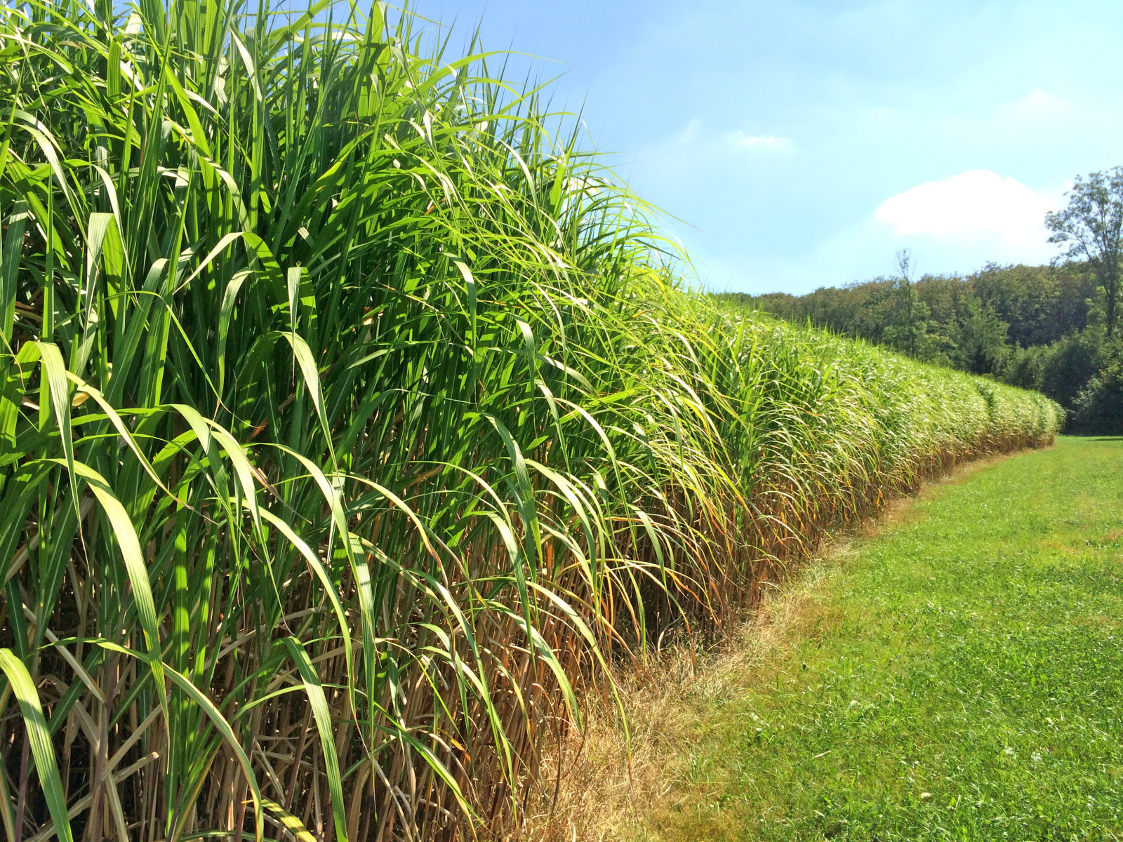Żywopłot z miskanta olbrzymiego – naturalna osłona i ozdoba ogrodu w jednym
