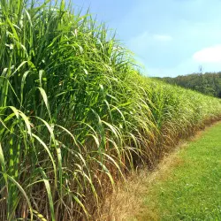 Żywopłot z miskanta olbrzymiego – naturalna osłona i ozdoba ogrodu w jednym