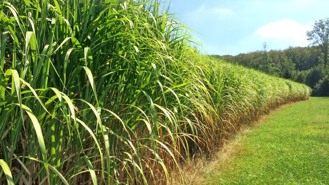 żywopłot z miskantów