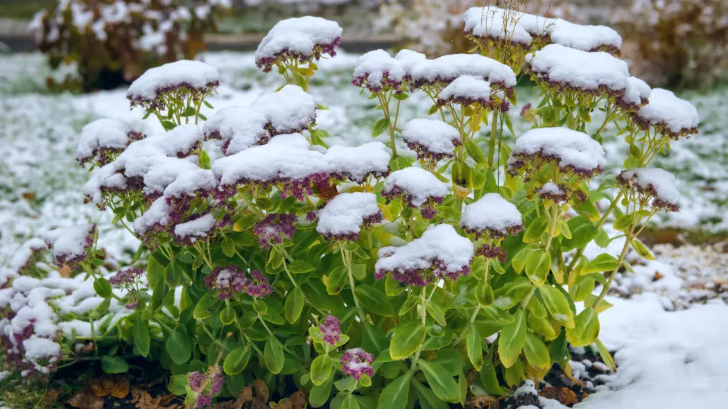 Zimowanie rozchodników