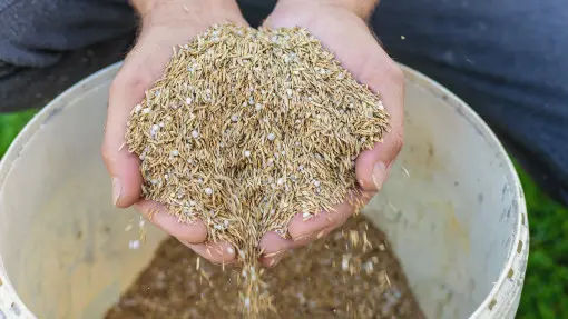 Czy warto przed wysiewem zmieszać nasiona traw z nawozem? Sprawdź, zanim popełnisz błąd