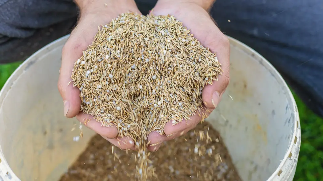 Mieszanie nasion traw z nawozem przed siewem