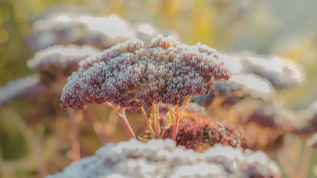 Pierwsze mrozy za płoty 5 zadań w ogrodzie, które musisz zrobić teraz