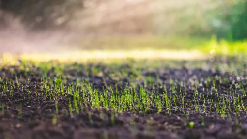 Ile rośnie trawa po siewie? Jak szybko kiełkują nasiona i jak przyspieszyć kiełkowanie i wzrost?