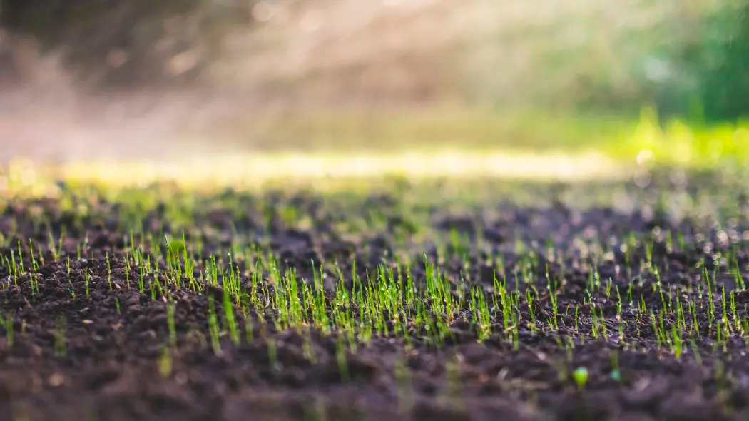 Tempo wzrostu trawy po wysiewie