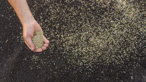 Sianie trawy w ogrodzie – jak i kiedy siać trawę? Sprawdź, nim popełnisz błąd