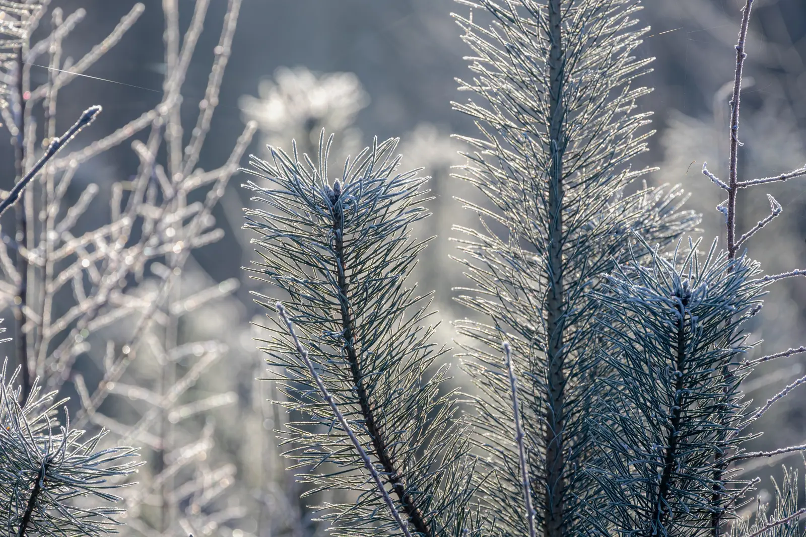 Zimowanie sosen – które trzeba okrywać? Jak pomóc, żeby igły nie zbrązowiały po zimie?