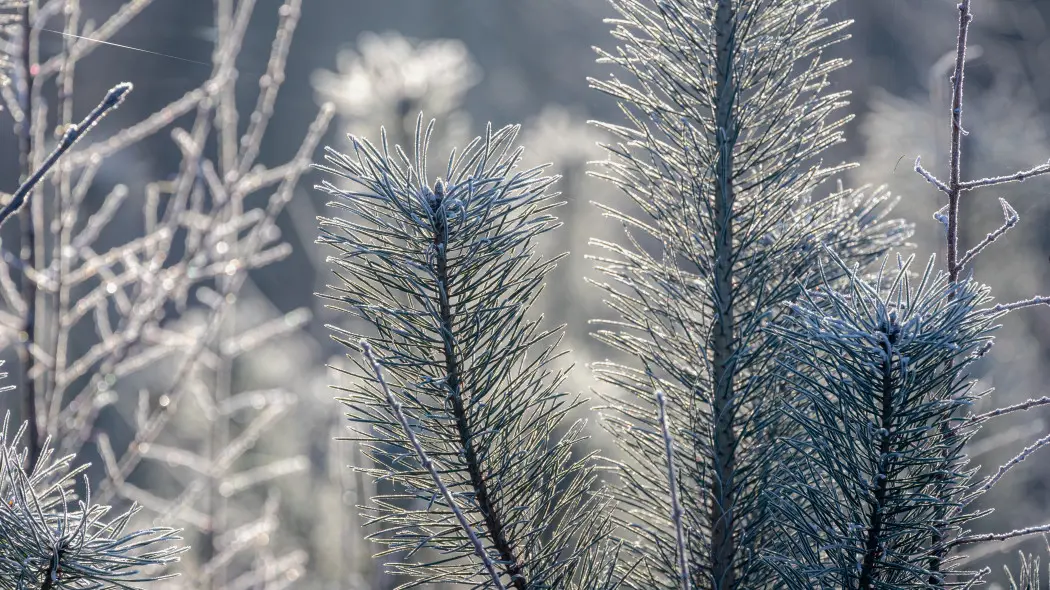 Zimowanie sosen – które trzeba je okrywać