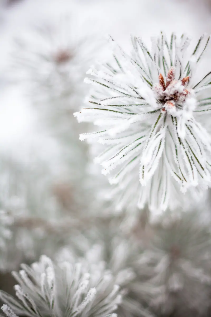 Oszronione igły i pąki sosny w zimie, z widoczną warstwą lodowych kryształków chroniących przed mrozem.