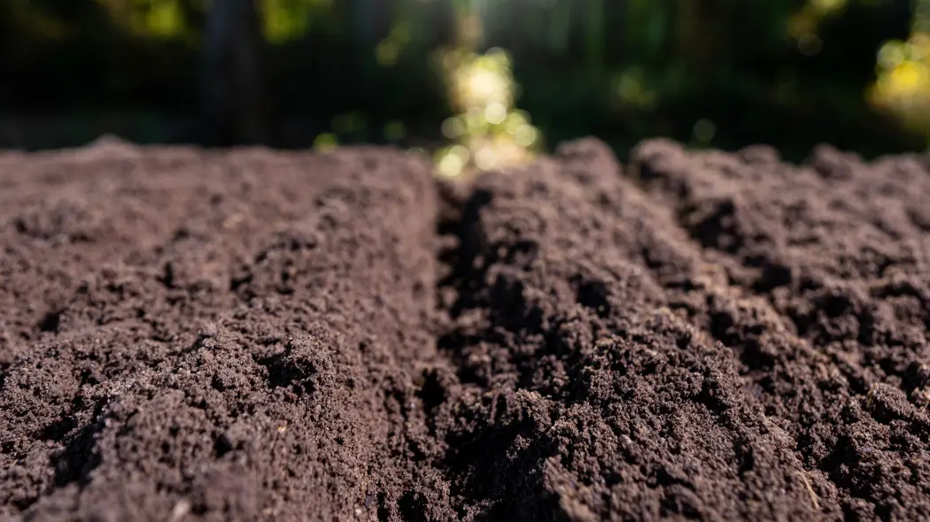 Nie przekopuj, nie przeszkadzaj! Tak pomagasz glebie w tworzeniu próchnicy