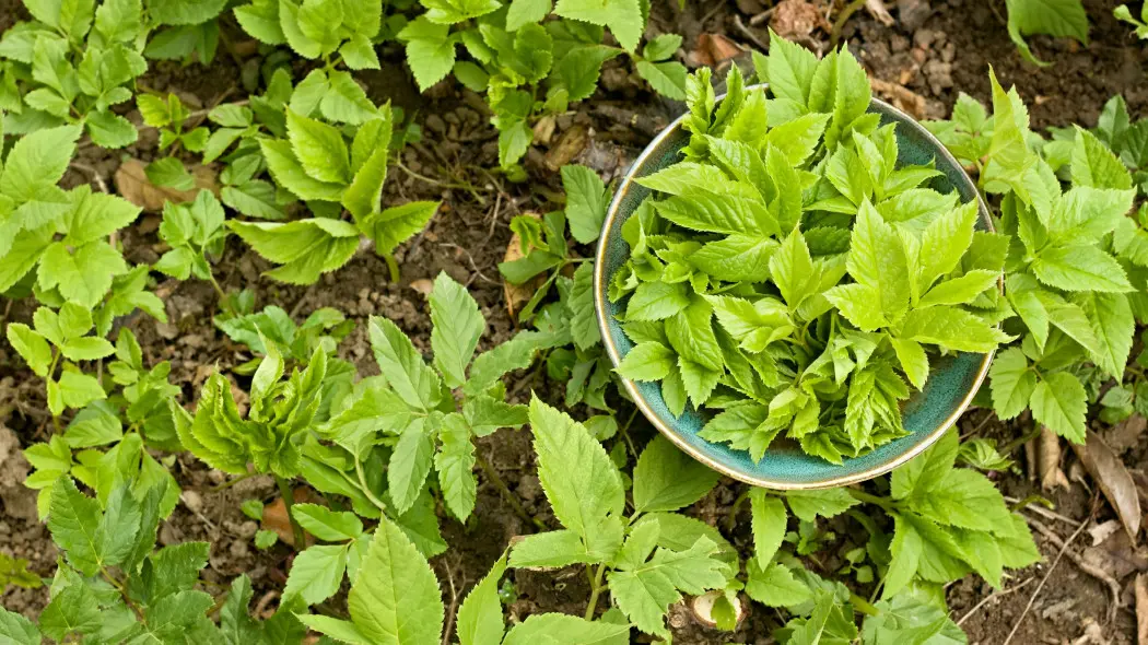 Gnojówka z podagrycznika