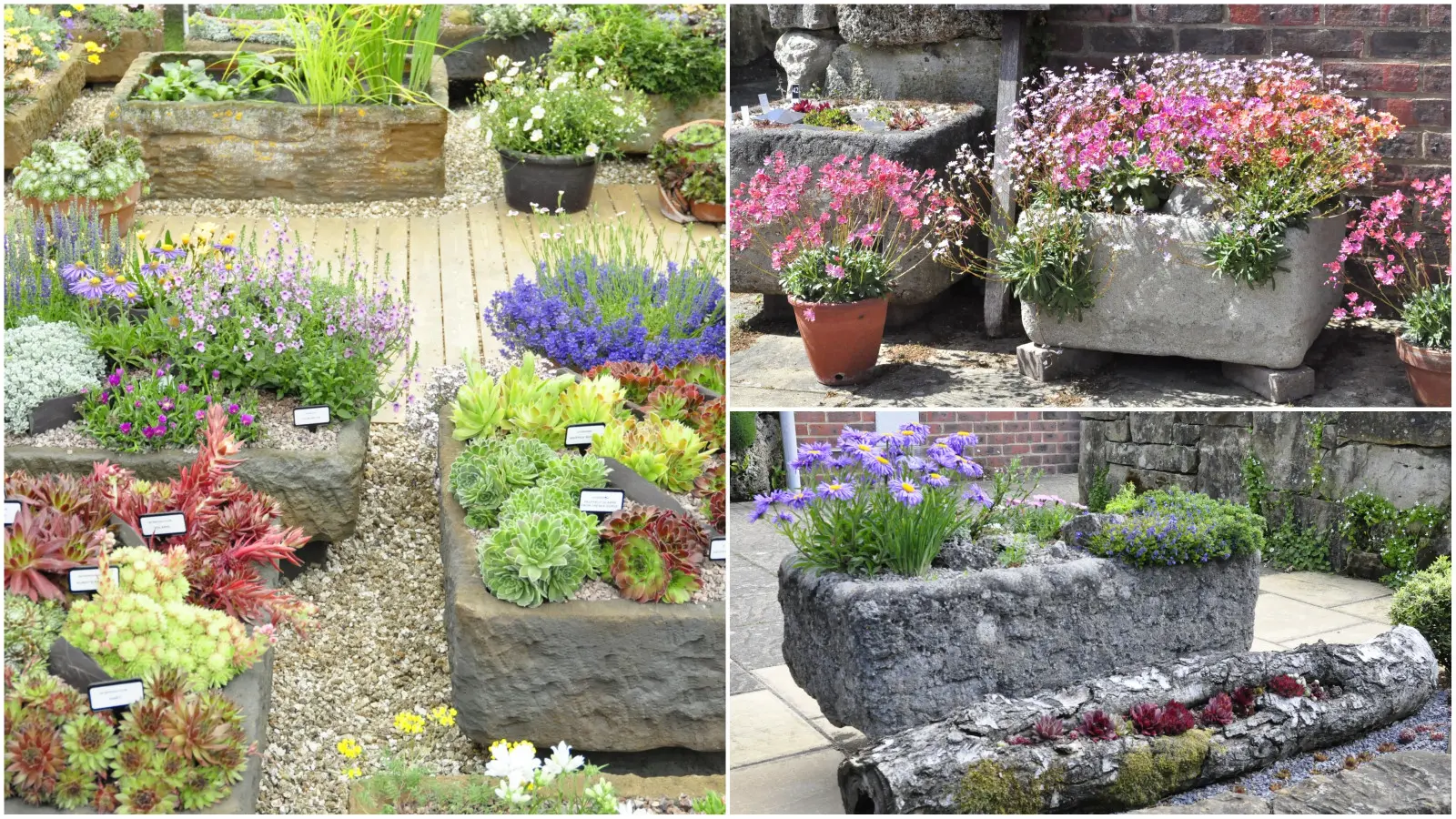 Skalniak w miniaturze. Jak założyć i co w nim posadzić?