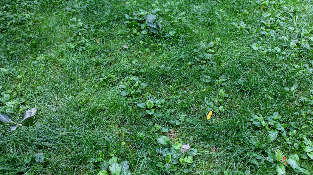 Trawa jest jednoliścienna czy dwuliścienna?