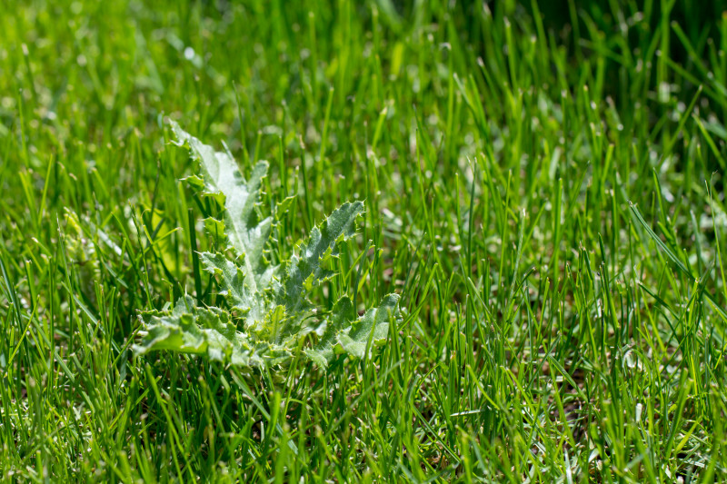 Chwast dwuliścienny na trawie